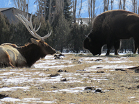 Elk and Buffalo